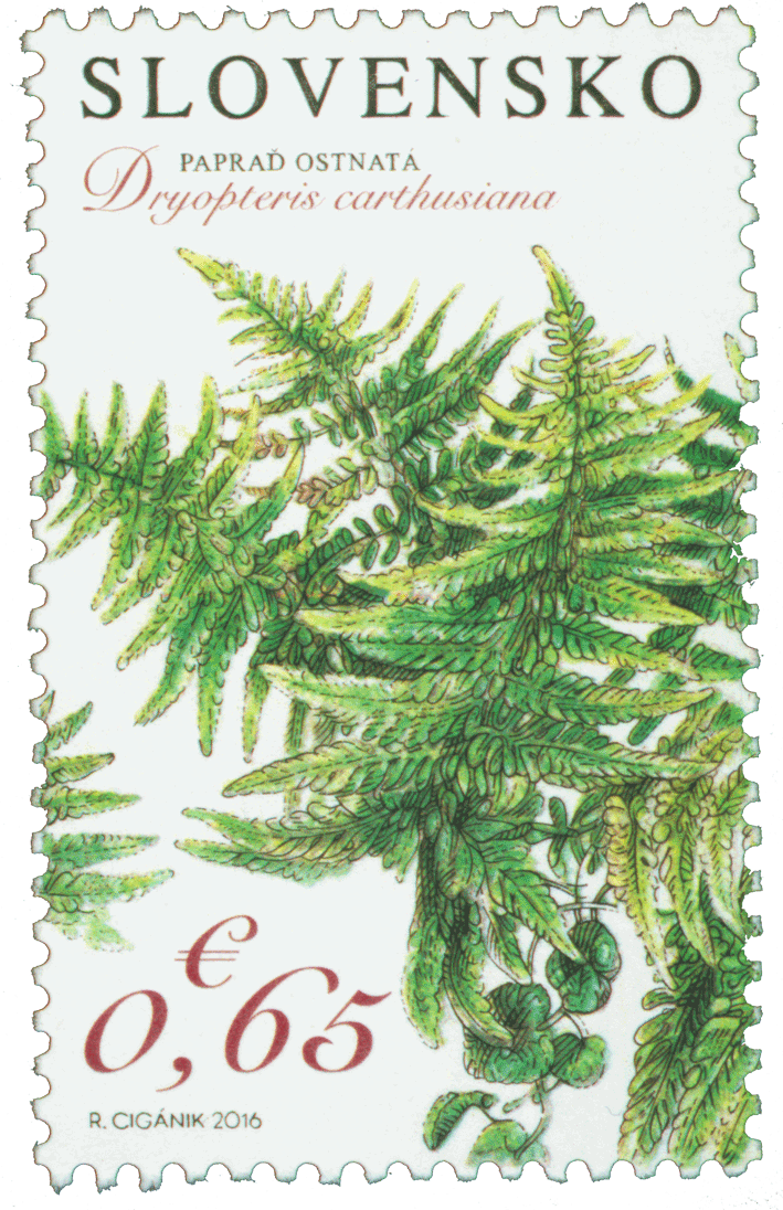 621 - Nature Protection: National Wildlife Reserve Šúr near Svätý Jur – Dryopteris Carthusiana